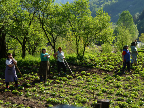 Foto Prima prasila la cartofi (c) Lucian Petru Goja